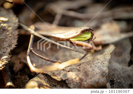 New green maple sprout getting out of the maple seed in spring on dry brown leaves background in bright sunset bokeh photography New green maple sprout getting out of the maple seed in spring on dry brown leaves background in bright sunset bokeh photography 101190307