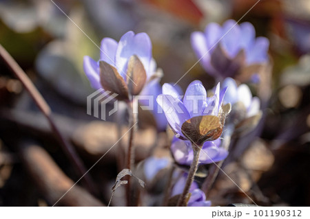 Anemone Hepatica nobilis blooms with violet flowers, against the background of dry brown tree leaves in sunset light side view Anemone Hepatica nobilis blooms with violet flowers, against the background of dry brown tree leaves in sunset light side view 101190312