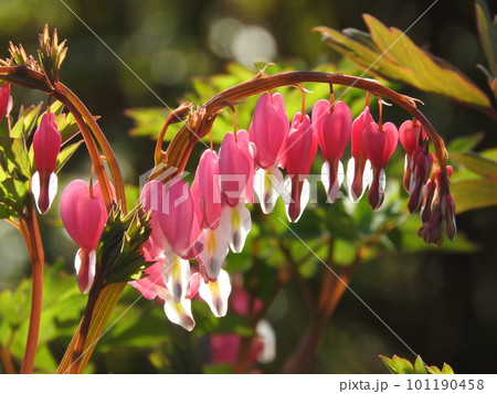 ケマンソウ(華蔓草) 101190458