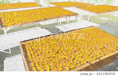 イラスト梅干し夏本番でお天道様の恵み天日干し7 イラスト梅干し夏本番でお天道様の恵み天日干し7 101190459