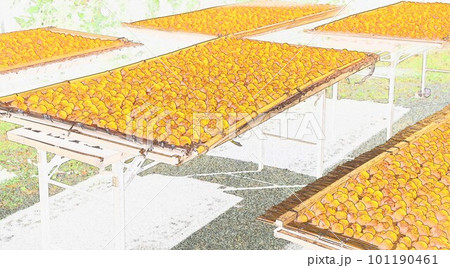 イラスト梅干し夏本番でお天道様の恵み天日干し8 イラスト梅干し夏本番でお天道様の恵み天日干し8 101190461