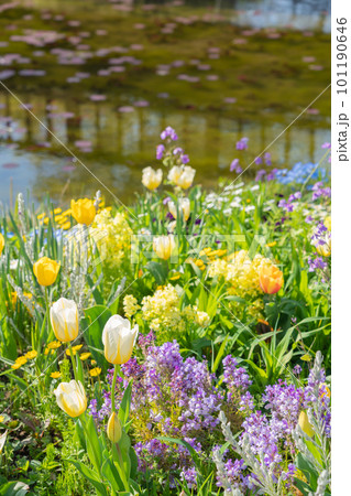 春のワイルドフラワーガーデン ブルーボネット、美しい花々〈愛知県名古屋市〉 101190646