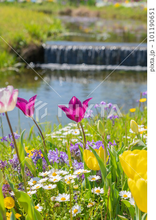 春のワイルドフラワーガーデン ブルーボネット、美しい花々〈愛知県名古屋市〉 春のワイルドフラワーガーデン ブルーボネット、美しい花々〈愛知県名古屋市〉 101190651