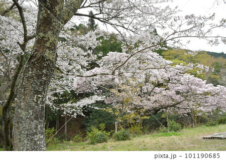 ソメイヨシノと横輪桜 ソメイヨシノと横輪桜 101190685