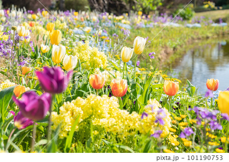 春のワイルドフラワーガーデン ブルーボネット、美しい花々〈愛知県名古屋市〉 101190753
