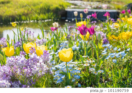 春のワイルドフラワーガーデン ブルーボネット、美しい花々〈愛知県名古屋市〉 春のワイルドフラワーガーデン ブルーボネット、美しい花々〈愛知県名古屋市〉 101190759