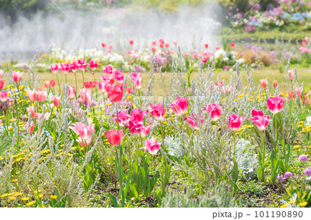 春のワイルドフラワーガーデン ブルーボネット、美しい花々〈愛知県名古屋市〉 101190890