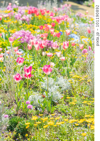 春のワイルドフラワーガーデン ブルーボネット、美しい花々〈愛知県名古屋市〉 春のワイルドフラワーガーデン ブルーボネット、美しい花々〈愛知県名古屋市〉 101190892