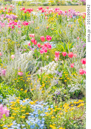 春のワイルドフラワーガーデン ブルーボネット、美しい花々〈愛知県名古屋市〉 春のワイルドフラワーガーデン ブルーボネット、美しい花々〈愛知県名古屋市〉 101190942