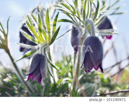 花咲くオキナグサ 101190971