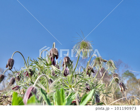 花咲くオキナグサ 花咲くオキナグサ 101190973