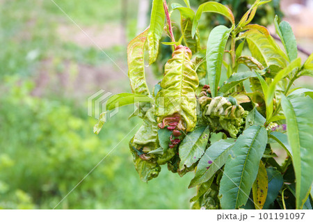 Peach leaves are affected by fungus. Concept of diseases and pests on tree. Curly peach leaves. Peach leaves are affected by fungus. Concept of diseases and pests on tree. Curly peach leaves. 101191097