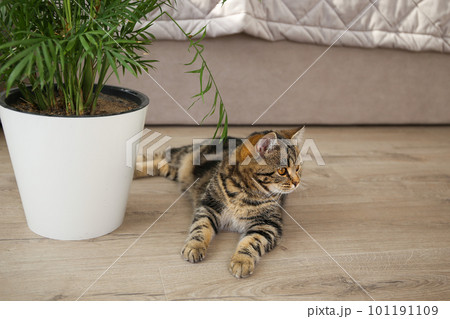 The cat is lying on the floor in the room. 101191109