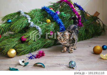 The cat filled up the Christmas tree for the New Year. Christmas tree toys were broken. 101191110