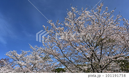 満開の桜( Cherry Blossom) 満開の桜( Cherry Blossom) 101191758