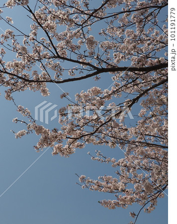 満開の桜( Cherry Blossom) 満開の桜( Cherry Blossom) 101191779