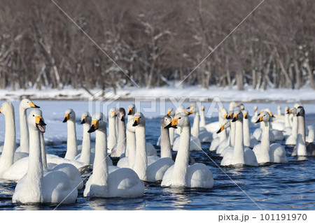 列をなして泳ぐオオハクチョウ　北海道屈斜路湖 101191970