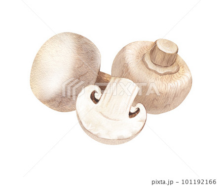 Watercolor group fresh champignon mushrooms. Hand-drawn illustration isolated on white background. Perfect concept for healthy food, design packing, concept for cafe, restaurant element, recipe book. Watercolor group fresh champignon mushrooms. Hand-drawn illustration isolated on white background. Perfect concept for healthy food, design packing, concept for cafe, restaurant element, recipe book. 101192166