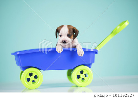 Little cute dog in a toy car Little cute dog in a toy car 101192527