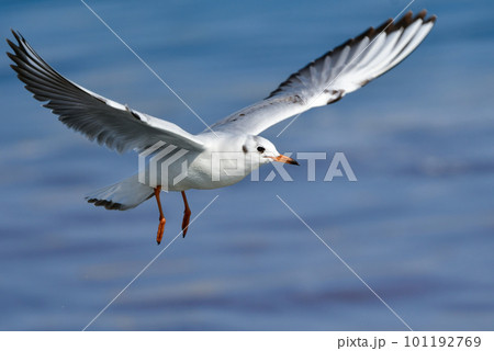 青い海で羽ばたく身近な海辺の渡り鳥ユリカモメ 青い海で羽ばたく身近な海辺の渡り鳥ユリカモメ 101192769