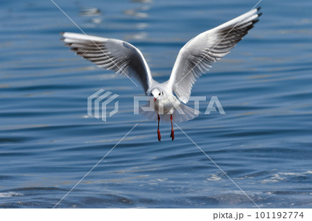 青い海で羽ばたく身近な海辺の渡り鳥ユリカモメ 101192774