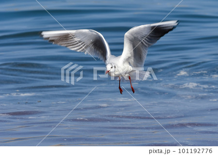 青い海で羽ばたく身近な海辺の渡り鳥ユリカモメ 101192776