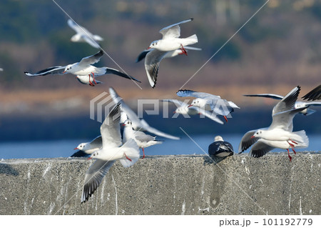 青い海で羽ばたく身近な海辺の渡り鳥ユリカモメ 青い海で羽ばたく身近な海辺の渡り鳥ユリカモメ 101192779