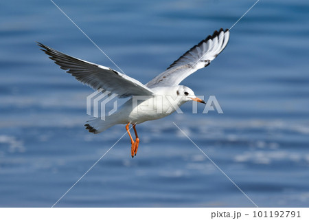 青い海で羽ばたく身近な海辺の渡り鳥ユリカモメ 青い海で羽ばたく身近な海辺の渡り鳥ユリカモメ 101192791