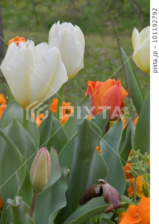 白いチュ-リップと黄色のチュ-リップ 白いチュ-リップと黄色のチュ-リップ 101192792