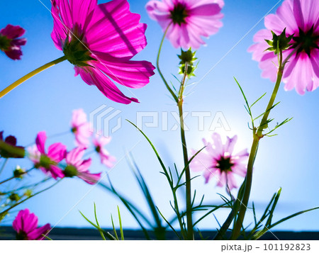 青空に映えるコスモス 青空に映えるコスモス 101192823