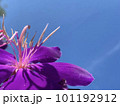 紫の花マクロと青空 / Macro Purple Flower & Blue Sky 101192912
