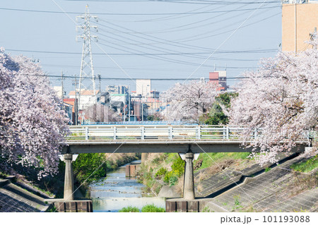 【桜並木】春を迎えた新地蔵川 101193088