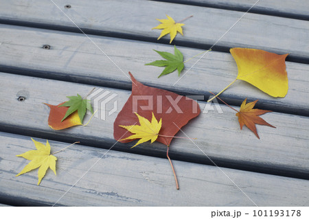 ベンチの上のカラフルな落ち葉 ベンチの上のカラフルな落ち葉 101193178