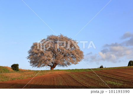 鳥取県の田園風景の中の一本桜 101193390