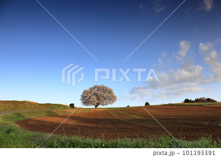 鳥取県の田園風景の中の一本桜 鳥取県の田園風景の中の一本桜 101193391