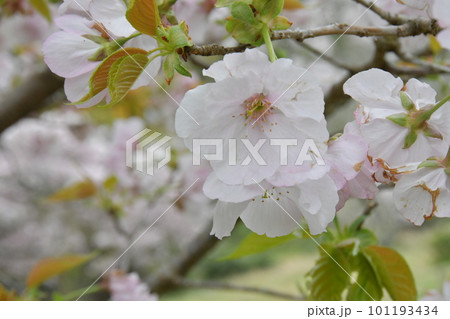 伊勢の横輪桜 伊勢の横輪桜 101193434