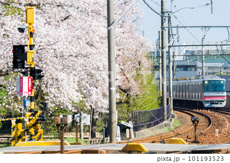 【名鉄小牧線】桜咲く小牧線沿線 【名鉄小牧線】桜咲く小牧線沿線 101193523