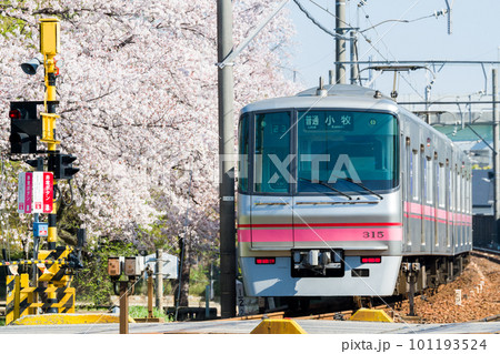 【名鉄小牧線】桜咲く小牧線沿線 101193524