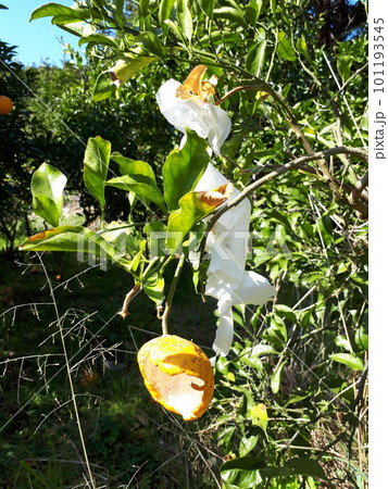 ハクビシンに食害された柑橘 101193545