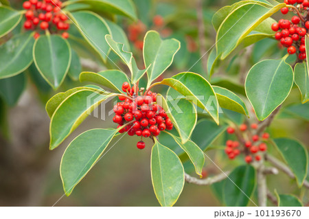 赤い実をつけたクロガネモチの木 101193670