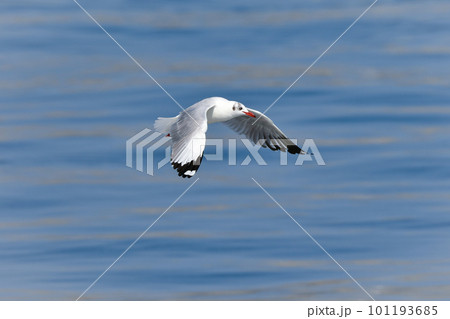 めったに見られない珍しい冬の渡り鳥、海辺のチャガシラカモメ 101193685