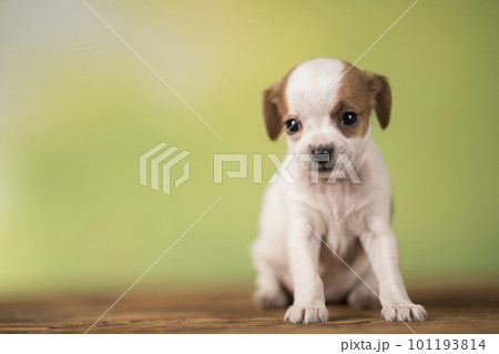 Pet, Little puppy dog, animals concept Pet, Little puppy dog, animals concept 101193814