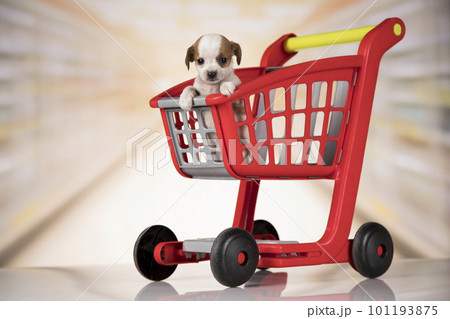 A dog in a shopping cart 101193875