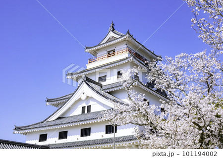 桜が見ごろの美しい唐津城（佐賀県唐津市） 101194002