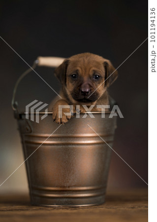 A small dog in a metal bucket 101194136