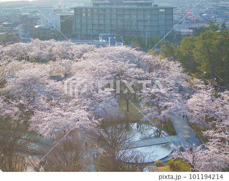 白山公園　夕方の満開の桜 101194214