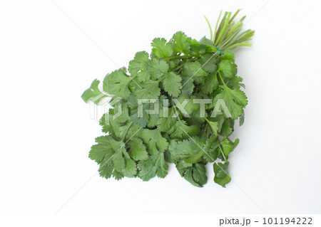 新鮮なパクチー 白背景 新鮮なパクチー 白背景 101194222