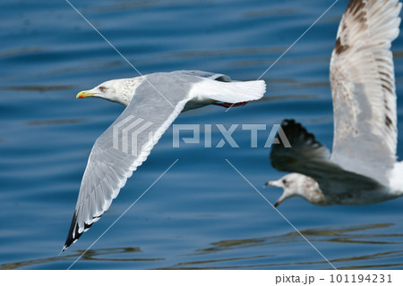 冬の港や海辺でよく見られる渡り鳥のセグロカモメ 冬の港や海辺でよく見られる渡り鳥のセグロカモメ 101194231