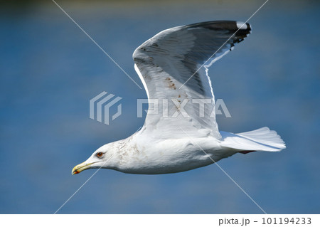 冬の港や海辺でよく見られる渡り鳥のセグロカモメ 101194233