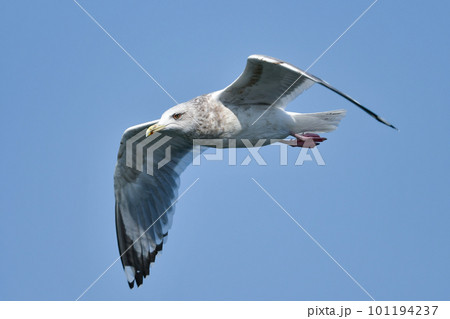 冬の港や海辺でよく見られる渡り鳥のセグロカモメ 冬の港や海辺でよく見られる渡り鳥のセグロカモメ 101194237
